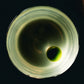The Apollo's 'Orbit' Art Print